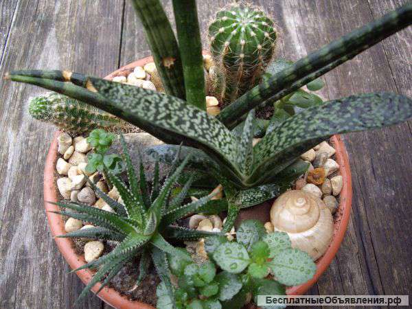 Суккулентный садик