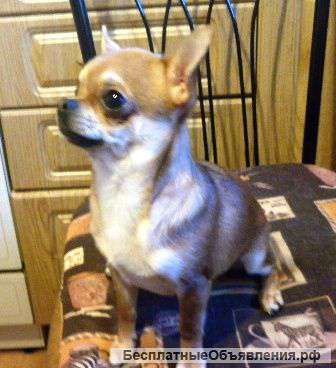 Чихуахуа щенки (мини)