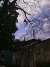 Спил деревьев в Крыму. Аккуратно Безопасно