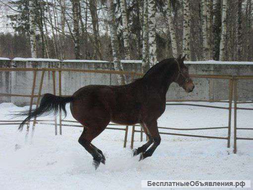 Отличных лошадей