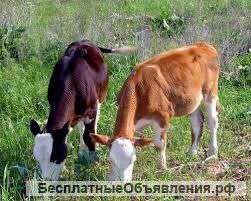 Кормовая добавка для телят 25%