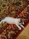 Отдам котенка