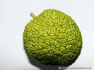 Адамово яблоко. Маклюра.