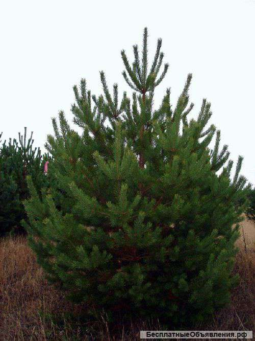 Елки(сосна) новогодние (оптом)