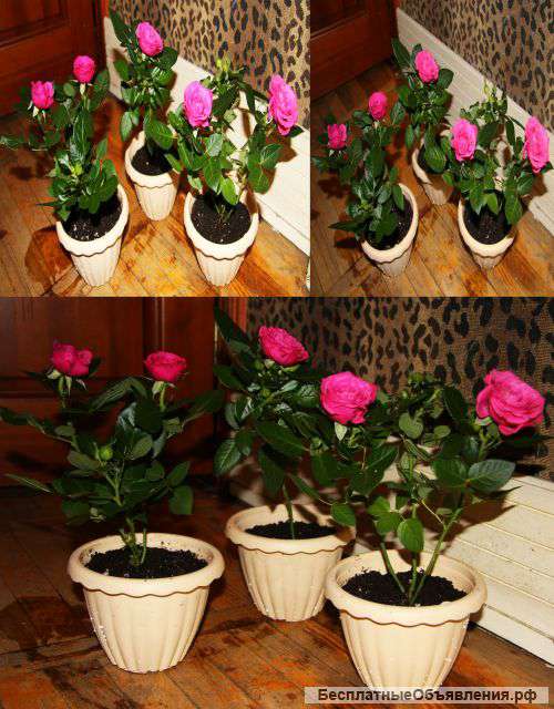 Розы комнатные
