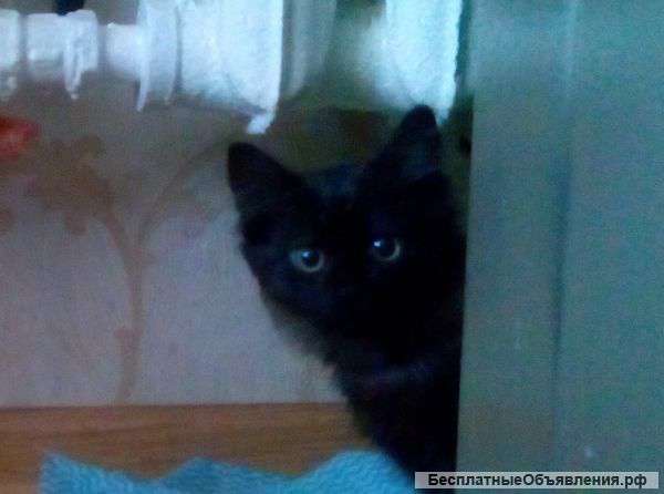 Отдам в добрые руки