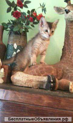 Абиссинский котенок