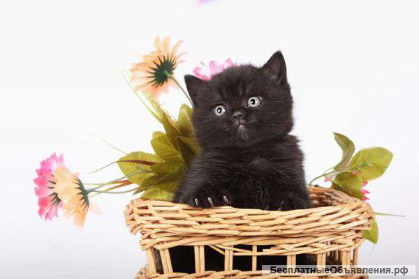 Черный британский котёнок