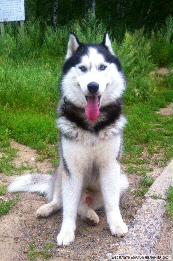 Потерялась хаски