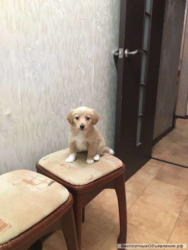 Отдам в хорошие руки