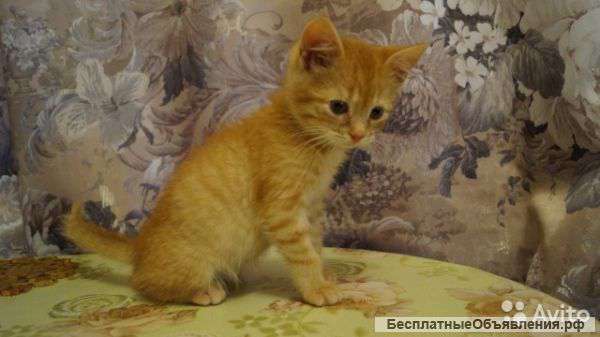 Отдам в добрые руки