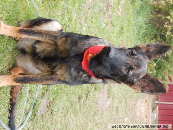Мощные и красивые щенки немецкой овчарки