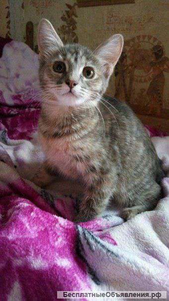 Кошечка ( девочка) в добрые руки