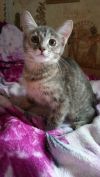 Кошечка ( девочка) в добрые руки