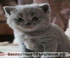 Шотландские котята