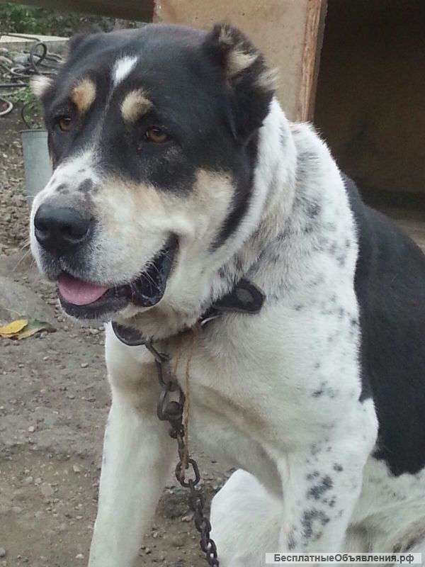 Среднеазиатская овчарка девочка