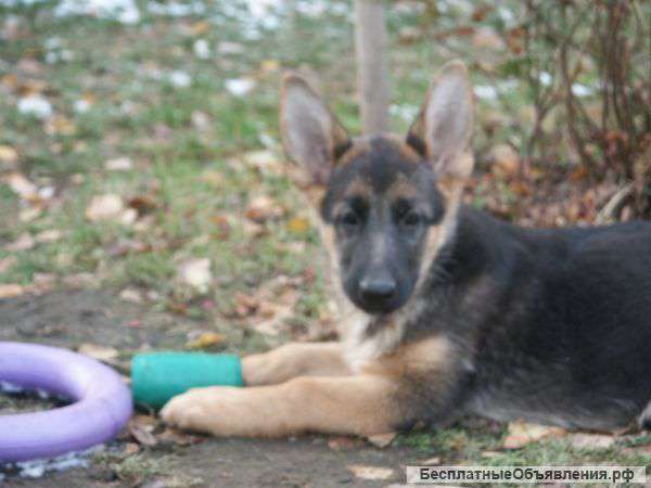 Классные щенки немецкой овчарки