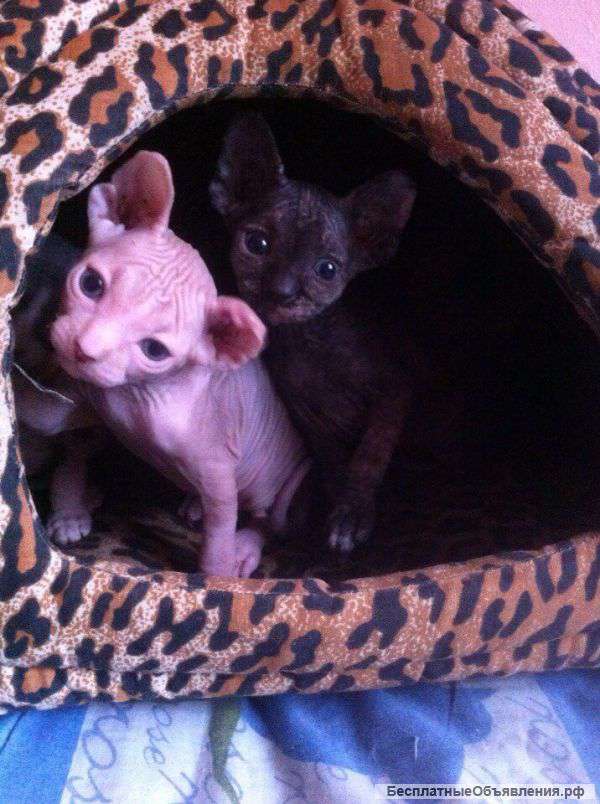 Канадский сфинкс