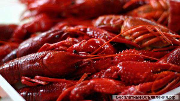 Живые раки. Вареные раки
