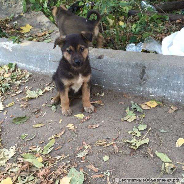 Москва Щенки ищут любящих хозяев Они не выживут