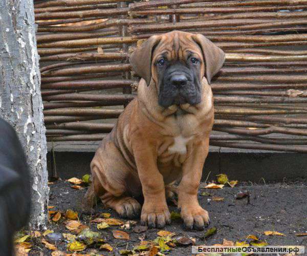 Итальянский Кане-Корсо