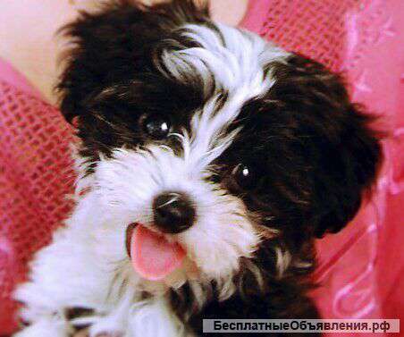 Щенки китайской хохлатой собаки