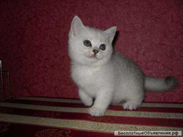 Британцы в песцовых шубках