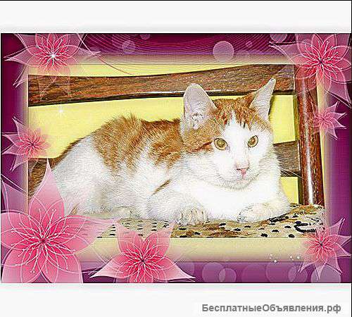 Ласковый котик Тимка