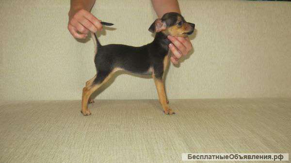 Шикарный щенок Русского тоя девочка ч/п док РКФ