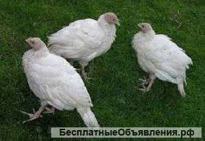 Комбикорм для индеек 4-8 нед