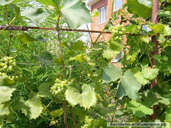 Домовладение с земельным участком