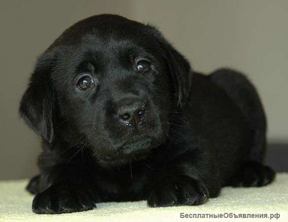Куплю Лабрадора