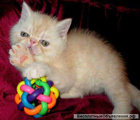 Экзотический плюшевый котик