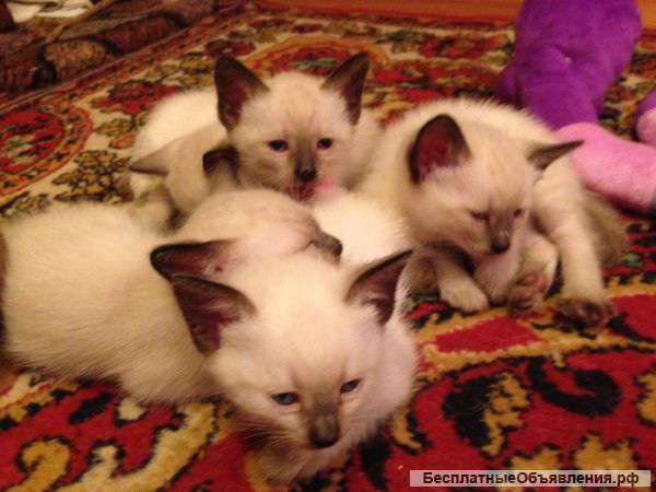 Тайские кошечки