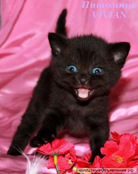 Британские котята из питомника VIVIAN