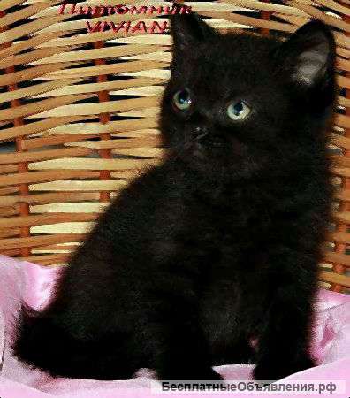Британские котята из питомника VIVIAN