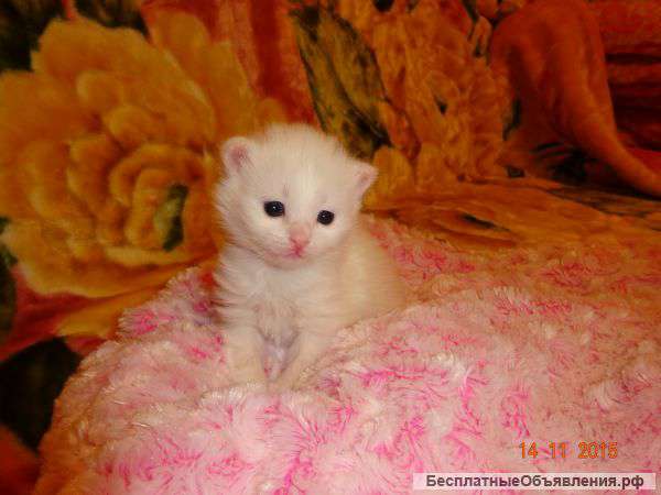 Шикарный подарок к Новому году