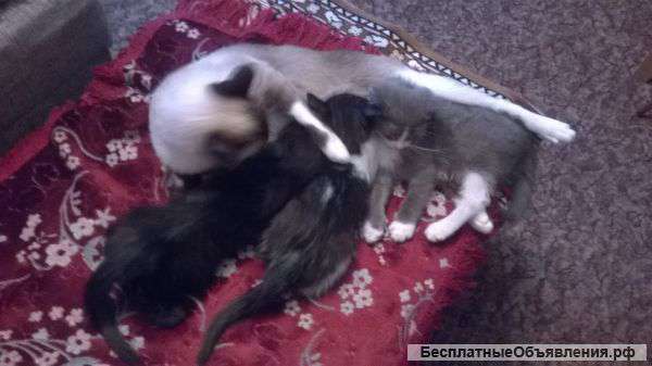 Отдам в добрые руки