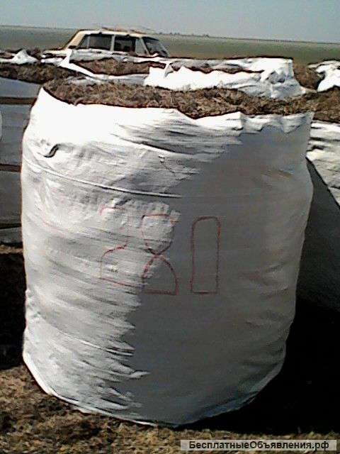 Морская трава-зостера