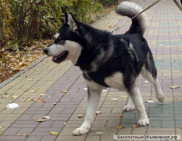 Аляскинского маламута