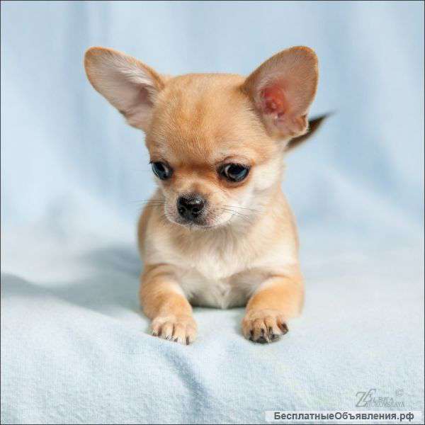 Чихуахуа мальчики из питомника