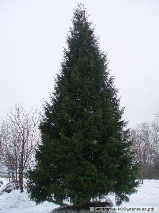 Живая Ёлка на Новый Год