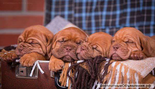 Щенки бордоского дога
