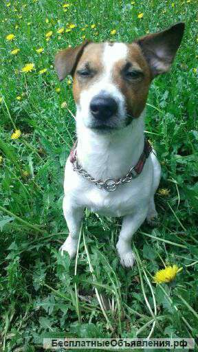 Джек Рассел Терьер приглашает на вязку