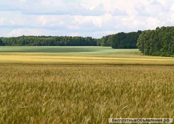 2 участка сельхозназначения 1,8 ГА и 2,6 ГА