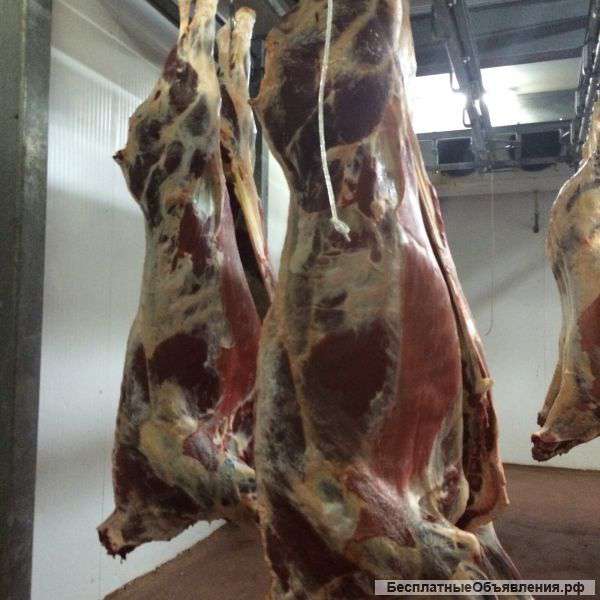 Мясо говядины высокого качества