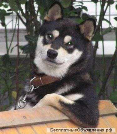 Индивидуальная дрессировка собаки, инструктор