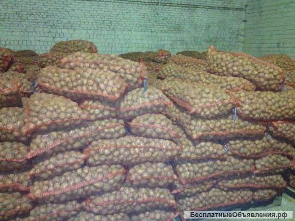 Картофеля от производителя