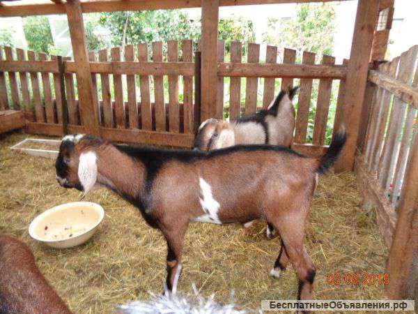 Нубийского козла