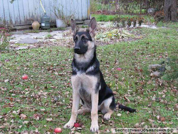 Привитые щенки восточноевропейской овчарки . 6 мес.